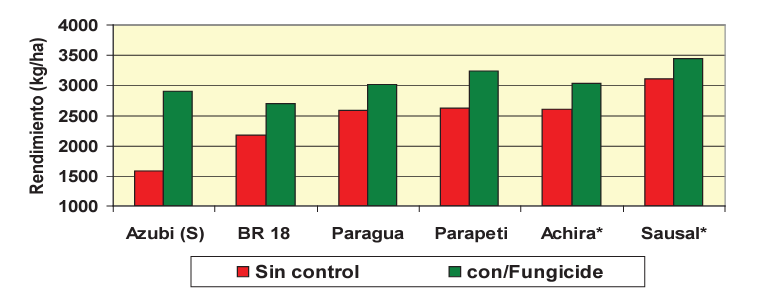 Rendimiento de variedades con y sin control químico de Pyricularia 