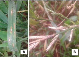 Síntomas característicos del ataque de Pyricularia en hojas (A) e inflorescencias (B). Capitán Miranda, Paraguay, 2014.